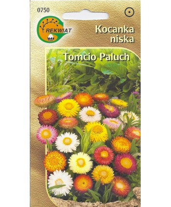 Kocanka niska Tomcio Paluch...