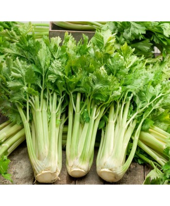 Seler naciowy Zefir 1g