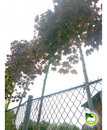 Klon Royal Red 10-12