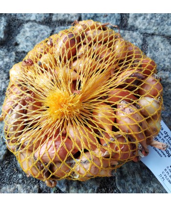 Cebula dymka Wolska II...