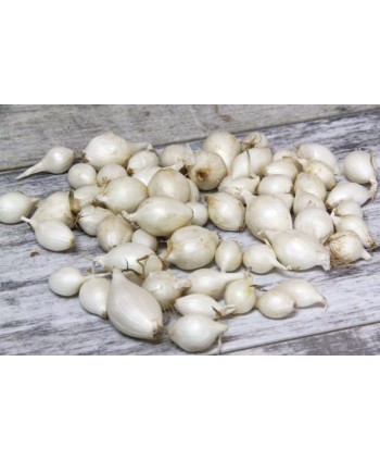 Cebula dymka Snow Ball...