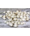 Cebula dymka Snow Ball biała 8-21mm 0,25kg