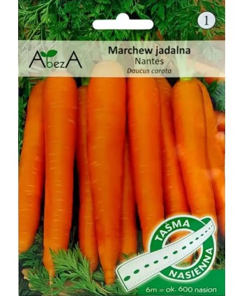 Marchew Nantes3 6m taśma