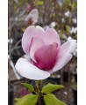 Magnolia soulangeana Cameo  C12