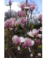 Magnolia soulangeana Cameo  C12