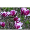 Magnolia soulangeana Cameo  C12