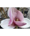 Magnolia soulangeana Cameo  C12