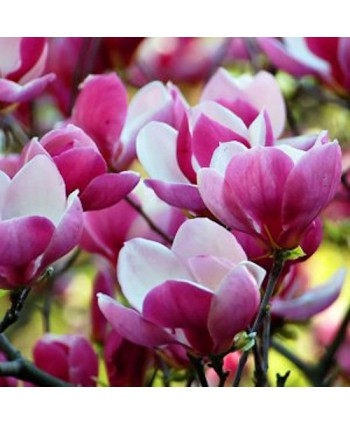 Magnolia soulangeana Cameo...