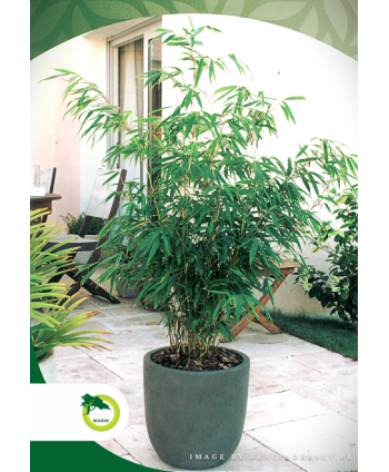 Bambus - Fargesia rdzawa