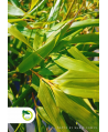 Bambus - Fargesia rdzawa