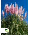 Trawa pampasowa 'Rosea' - różowa