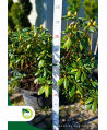 Rododendron 'Roseum elegans' - 65L - wys. 80cm