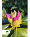 Rododendron 'Roseum elegans' - 65L - wys. 80cm