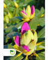 Rododendron 'Roseum elegans' - 65L - wys. 80cm