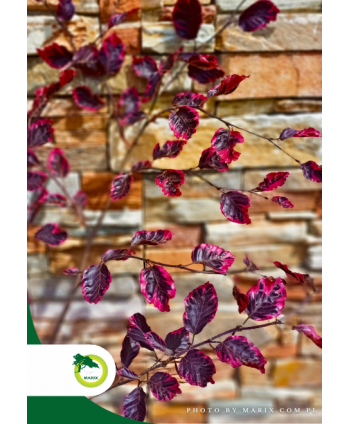 Buk pospolity "Purpurea...