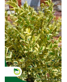 Bukszpan wieczniezielony "Variegata" - 70 cm