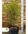 Bukszpan wieczniezielony "Variegata" - 70 cm