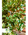 Bukszpan wieczniezielony "Variegata" - 70 cm