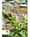 Bukszpan wieczniezielony "Variegata" - 70 cm