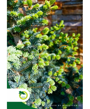 Jodła górska 'Compacta'