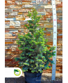 Jodła górska 'Compacta'