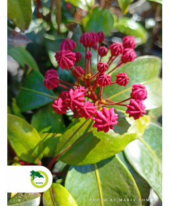 Kalmia latifolia 'Bullseye'