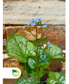Brunera 'Jack Frost'