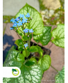 Brunera 'Jack Frost'