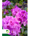 Rododendron 'Roseum elegans' - 65L - wys. 80cm