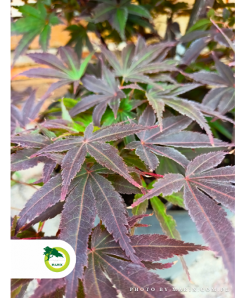 Klon palmowy "Pixie" ~80-100cm