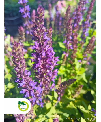 Szałwia omszona 'Marleau...