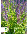 Szałwia omszona 'Marleau Blue Compact'