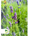 Lawenda 'Dwarf Blue'