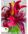Lilia 'Happy Love'