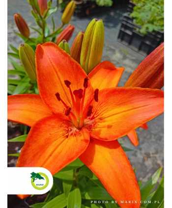 Lilia 'Abbersville Pride'