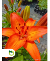 Lilia 'Abbersville Pride'