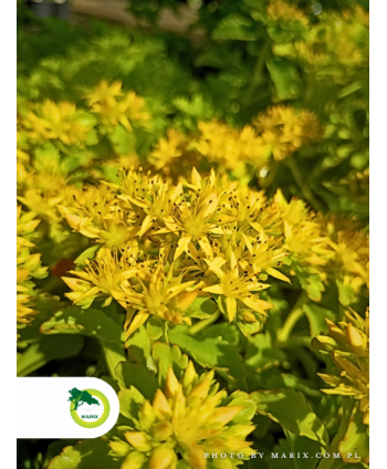 Rozchodnik sielskiego