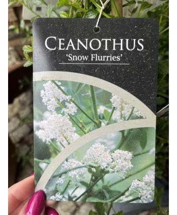 Prusznik "Snow Flurries"