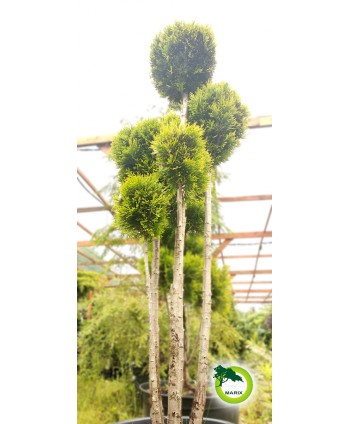 Tuja "Golden Smaragd" BONSAI