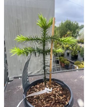Araucaria araucana 25-30cm,...