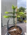 Araucaria araucana 25-30cm, P19