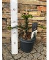 Araucaria araucana 25-30cm, P19