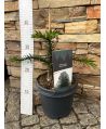 Araucaria araucana 25-30cm, P19