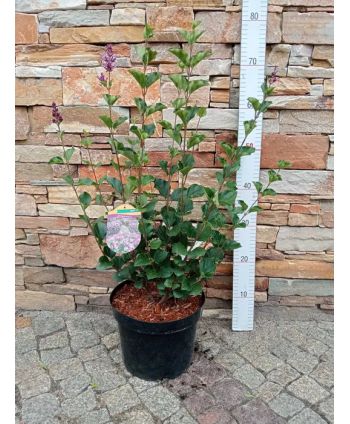 Syringa meyeri Palibin 50-60cm