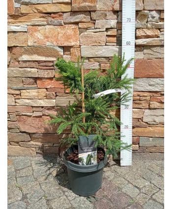 Cryptomeria japonica...