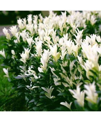 Trzmielina japońska...