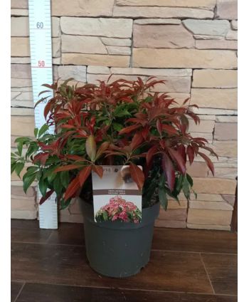 Pieris japoński Katsura ~...