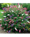 Budleja Dawida Tricolor ~ 80 cm MOTYLI KRZEW