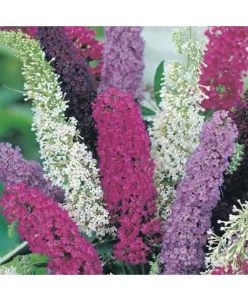 Budleja Dawida Tricolor ~...