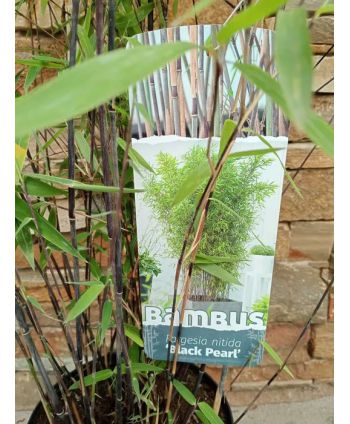 Bambus czarny Black Pearl ~...